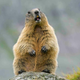 Image for article titled We could watch this groundhog devour a guy's garden all day